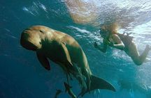 Abu Dabbab Beach Snorkeling Adventure 