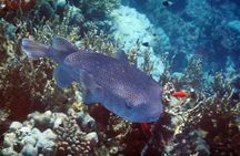 El Qulan Island & Sharm El Luli Half-Day Experience