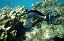 El Qulan Island & Sharm El Luli Half-Day Experience