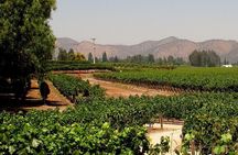 Concha y toro vineyard tour