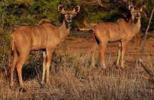 Chobe Day Trip
