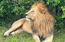 4-Day Adventure to Lake Nakuru & Maasai Mara