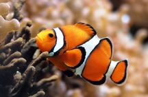 Semi Submarine Sea Trip & Diver Show With transfer - Marsa Alam
