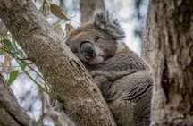 Full Day Tour of Great Ocean Road and 12 Apostles from Melbourne