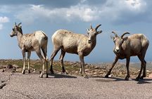Scenic Tour of the Pikes Peak Highway