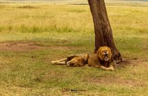 Masai Mara 3 Days Tour Safari Private 4WD Landcruiser 