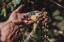 Authentic experience of Coffee, Cane and Caco inside the forest