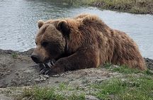 Tour from Anchorage to Alaska Wildlife Center
