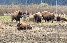 Tour from Anchorage to Alaska Wildlife Center