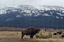 Tour from Anchorage to Alaska Wildlife Center