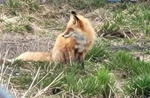 Tour from Anchorage to Alaska Wildlife Center