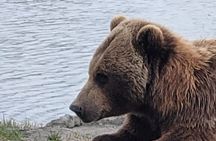 Tour from Anchorage to Alaska Wildlife Center