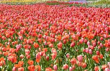Canberra Floriade Tour