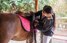 Pony Riding in Luang Prabang