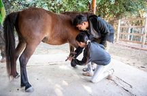 Pony Riding in Luang Prabang