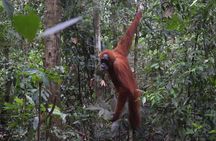 3 days Medan Orangutan Bukit Lawang