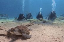 Scuba Diving Experience + Free Edited Video