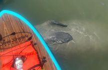 Dolphin, Manatee and SeaTurtle SUP Adventure Tour of St Augustine