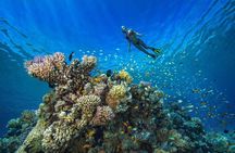 Full day Marsa Mubarak Snorkel trip with lunch from Marsa Alam