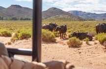 Full-Day Private Safari Tour to Aquila Game Reserve