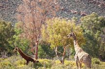 Full-Day Private Safari Tour to Aquila Game Reserve