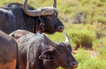 Full-Day Private Safari Tour to Aquila Game Reserve