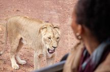 Full-Day Private Safari Tour to Aquila Game Reserve