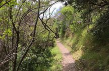 Private Vineyard Bush Walk Tour in Waiheke Island