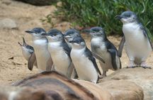 Phillip Island Private Tour Penguins Wildlife and Scenic Views
