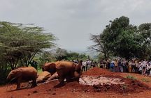Nairobi National Park, Elephant Orphanage & Giraffe Center tour.