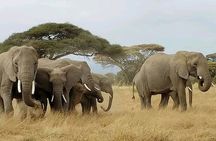 Day Tour to Amboseli National Park from Nairobi