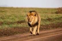 9 Days Great Migration Safaris with Kojuu Safaris Africa-Luxury.