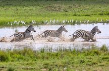Private 5-Days Serengeti Trails with Kojuu Safaris
