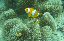 Discover Scuba Diving in Coron