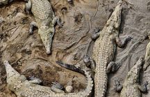 1 hour 45 minutes Crocodile Adventure Tour in Tarcoles River