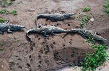 1 hour 45 minutes Crocodile Adventure Tour in Tarcoles River