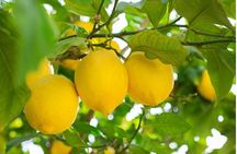 Sorrento: at the Vivaio by E-Bike with Limoncello Tasting