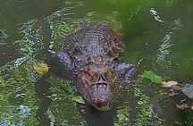 Wonderful Animals: Jaguar Rescue.C. & Punta Uva Forest Walk