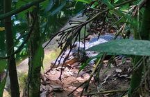 Wonderful Animals: Jaguar Rescue.C. & Punta Uva Forest Walk
