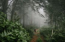 Group Hiking Tour in Mtirala National Park 