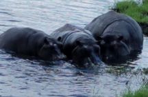 Chobe Day Trip From Livingstone