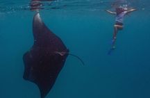 Hanifaru Bay Snorkeling with Whale sharks & Mana Rays