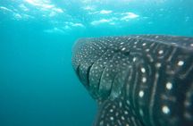 Hanifaru Bay Snorkeling with Whale sharks & Mana Rays