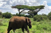 12-Hour Private Tour to Amboseli National Park