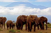 12-Hour Private Tour to Amboseli National Park