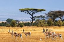 4 Hours group safari to Nairobi National Park Game Drive