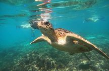 Snorkelling tours to Daymaniyat island 