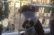 Corfu Old Town Guide Tour with Dog or City with 4 paws