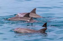 Dolphin Watch & Snorkeling at Kisite Marine Park & Wasini Island
