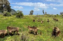 3 Day Simien Mountains Tours